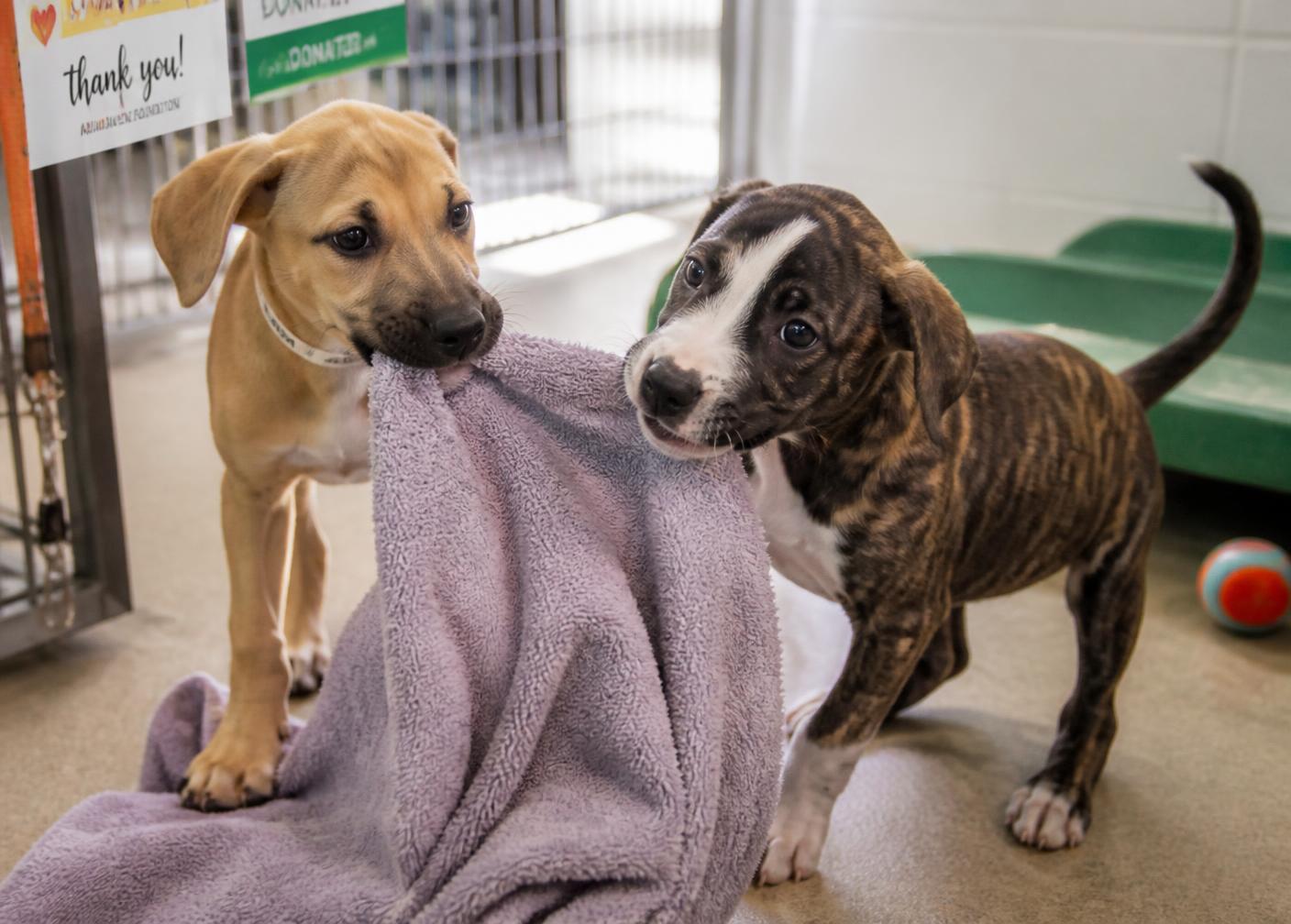 Two shelter puppies playing with a donated blanket
